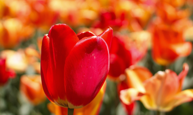 All tulips must wilt